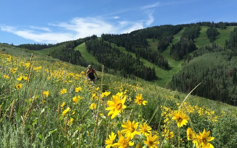 Hiker walking through alpine meadow with yellow wildflowers and forested mountains under blue sky